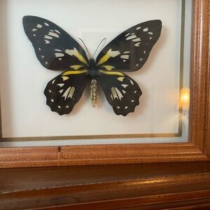 Framed Black and Yellow Butterfly Art